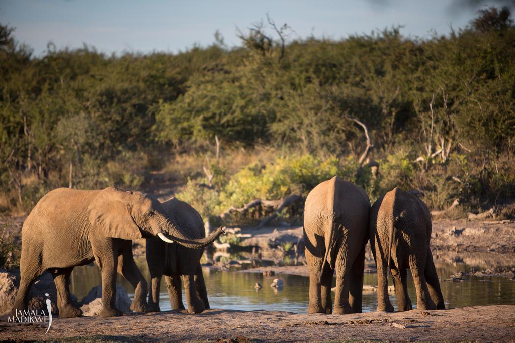 Jamala Madikwe Villa Madikwe viltreservat Exteriör bild